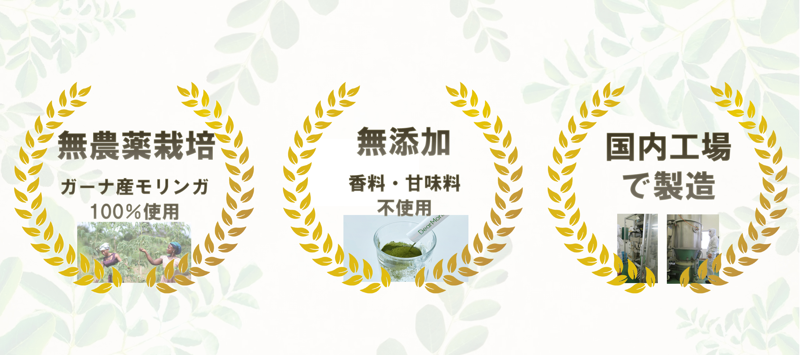 dearmoringa 無農薬栽培